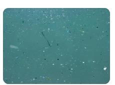 海洋生物微塑料檢測(cè) 